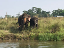 Load image into Gallery viewer, A Day with the Elephants