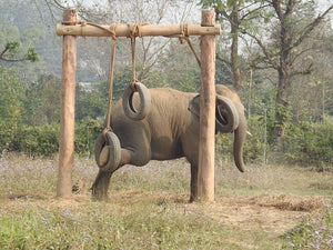 A Day with the Elephants