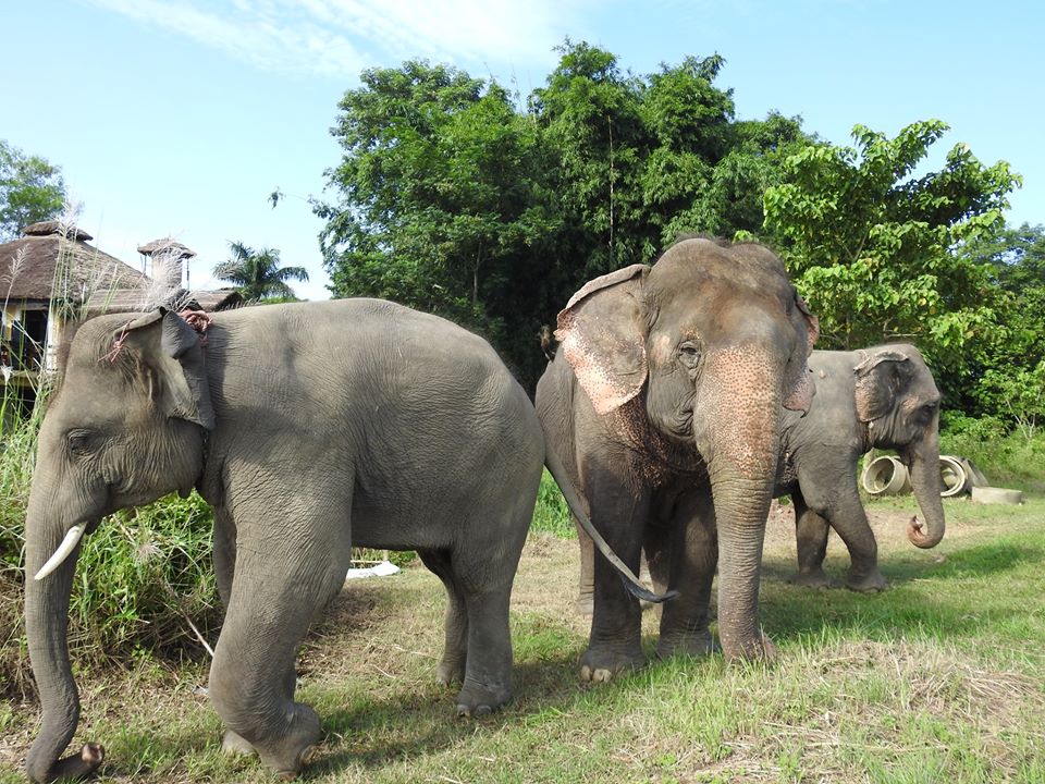 A Day with the Elephants