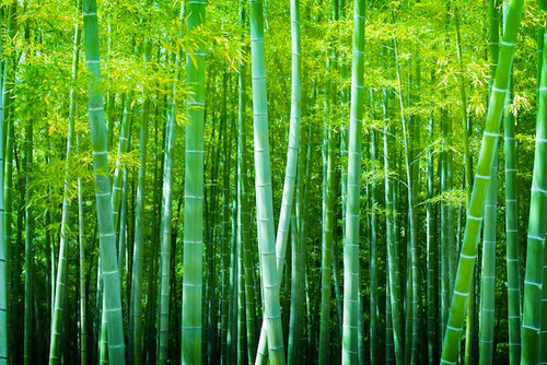 Bamboo Tree