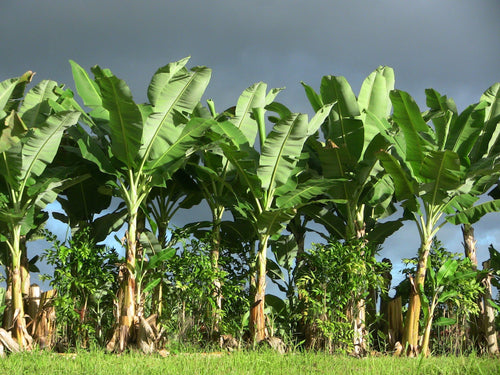 Banana Tree